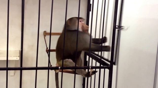 Осторожно! Гамадрил сбежал из клетки, Побег гамадрила