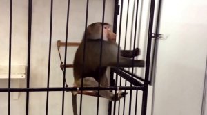 Осторожно! Гамадрил сбежал из клетки, Побег гамадрила
