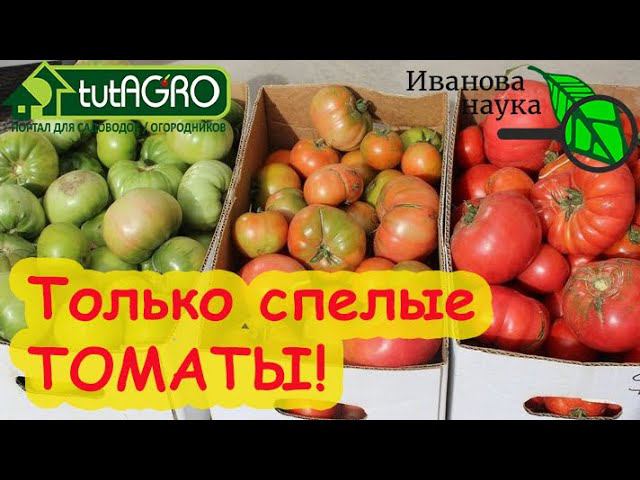 БОЛЬШЕ НИКАКИХ ЗЕЛЕНЫХ ТОМАТОВ! Дозаривание В ВАЛЕНКЕ или НА ПОДОКОННИКЕ? Выбираем лучший вариант.
