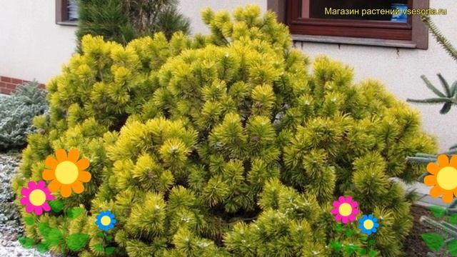 Сосна горная Хостин Голд. Краткий обзор, описание характеристик pinus mugo Hostyn Gold