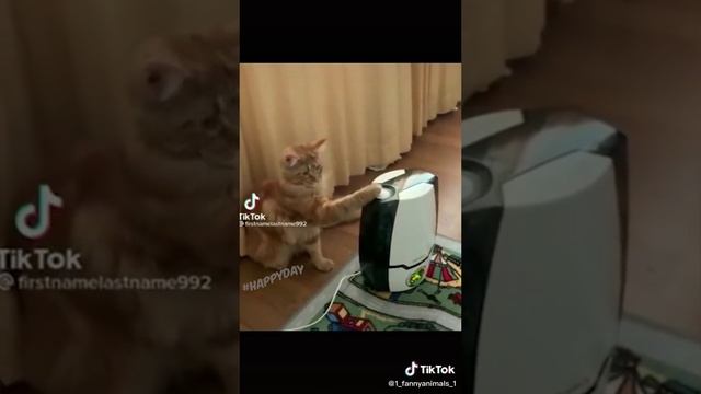 Домашние животные. ржачные приколы посмотрите. смех до слез. 38 часть
