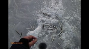 Ловля корюшки на самодур с прикормкой УЛЬТРАmarine