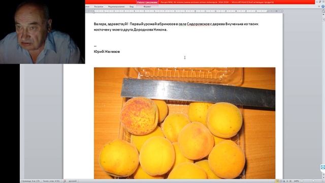 Абрикосы Железова - Костромская область и Калининград смотреть онлайн