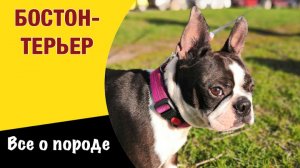 Бостон-терьер. Деликатность и вежливость американского джентльмена.