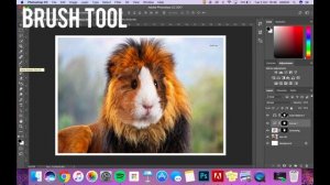 PS Assignment: Combining Animals in Photoshop