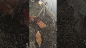 как содержать кур зимой в теплице!!!Легко и просто!!!
