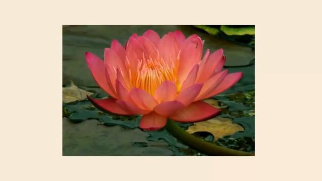 Что изучает физика? смотреть онлайн