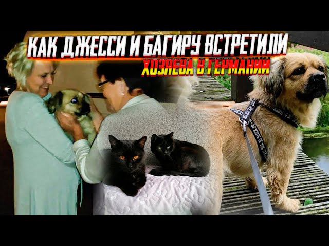 Та самая Джесси с тысячами клещей доехала в Германию и Багира тоже. Долгожданная встреча