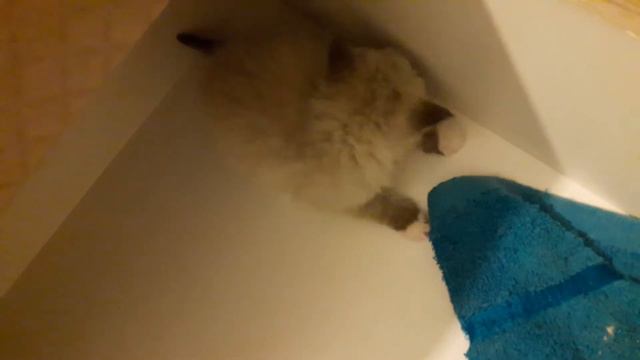 невские маскарадные котята смотреть онлайн