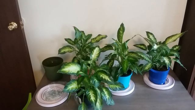 Decorating with Dieffenbachia Plant? Here's How to Care For Dieffenbachia (Dumb Cane Plant) смотреть онлайн
