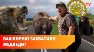 Башкирия переживает нашествие медведей? Почему хищники выходят к людям