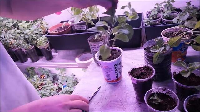 Петуния.Калибрахоа.Черенки. смотреть онлайн