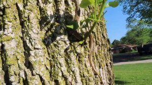 Kunashir Island Japanese Ratsnake! Update.