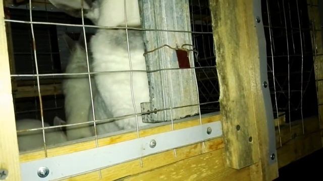 Бункерная кормушка для крольчат??(кормушка для маленьких кроликов)