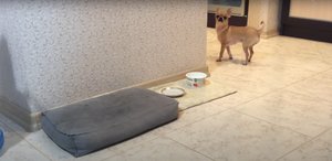 Собака зовет папу на завтрак!