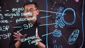 Клеточные структуры. 9 класс.