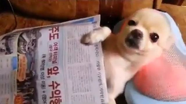У чихуахуа жизнь удалась