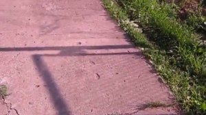 Чупакабра опять в поселке. Удалось заснять и приручить чупокабру.