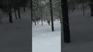 .рыбалка на ямале. харампур. автор и оператор я .всем добра