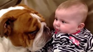 Приколы с собачками)))