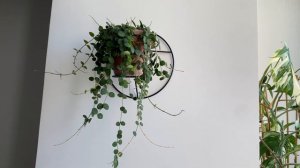 Hoya Serpens- усы в разные стороны