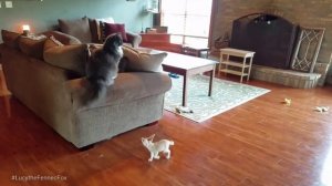 Fennec Kits Chasing a Cat