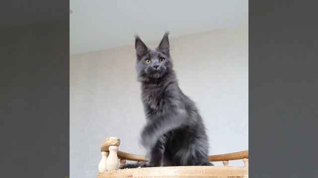 Серая кошка Мейн-кун Ёлка (Divokun Elka) смотреть онлайн