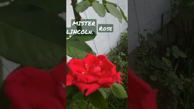 Mister Lincoln rose