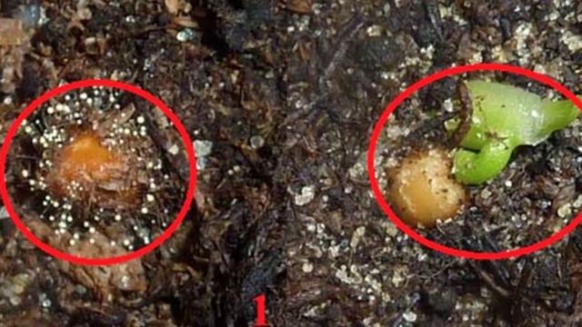 Способы размножение нолины в домашних условиях. смотреть онлайн