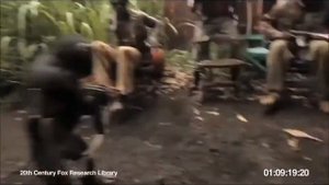 Обезьяне дали автомат и пожалели об этом
