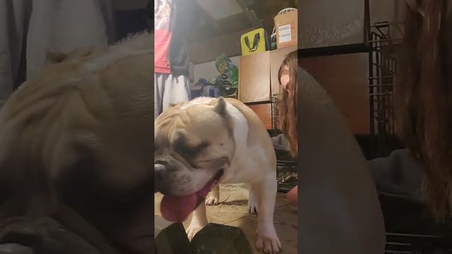 how to properly collect semen from a male dog смотреть онлайн