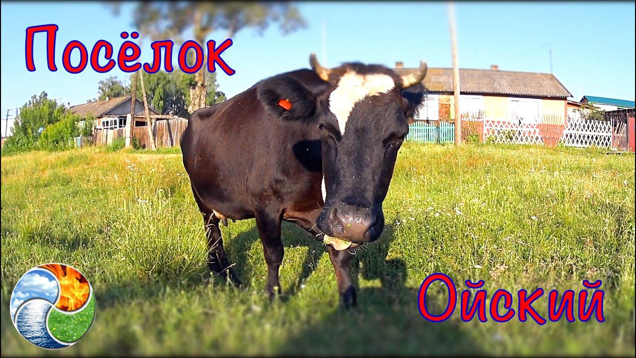#8-8 ПОСЕЛОК ОЙСКИЙ/БЕГЛАЯ ЭКСКУРСИЯ ПО ПОСЕЛКУ/ВЫГУЛИВАЕМ СОБАКУ/ЗАКУПАЮТ БИВНИ МАМОНТА