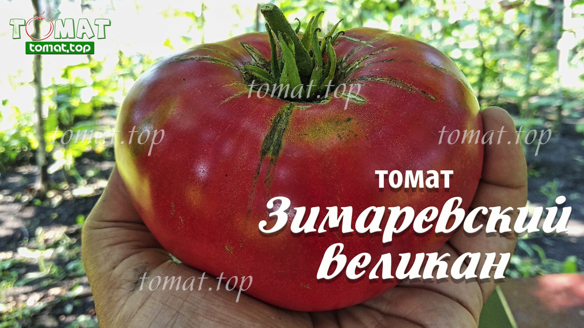 Ландсхутский великан томат