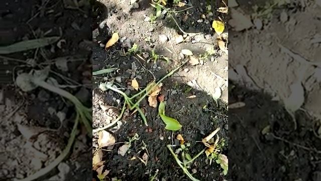 Разведение и продажа финиковых пальм смотреть онлайн