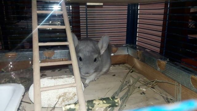 Мифы о Шиншиллах! Часть 2! Питание?Myths About The Chinchilla! Part 2! Food