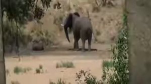 Слон спас буйвола от льва. Такое можно увидеть раз в жизни / Очень трогательно! Уникальные