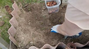 Подготовка луковиц гладиолусов. Посадка в открытый грунт. Что для этого надо?