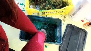 МОЖНО ЛИ СТАБИЛИЗИРОВАТЬ ДРУГОЙ МОХ?| ЭКСПЕРИМЕНТ| СФАГНУМ И ГИПНУМ КИПАРИСОВЫЙ