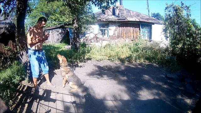 Воспитание злой собаки смотреть онлайн