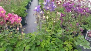 Aquilegia Winky Series  (Columbine) // 4 varieties with Outstandingly BEAUTIFUL Spring COLOR