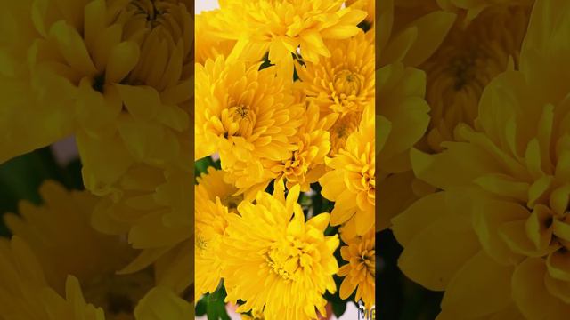 macro photography flowers tips | macro photography with mobile settings #mobile photography #flower