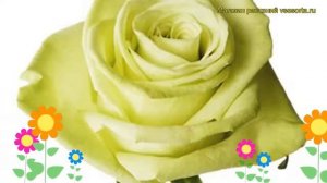 Роза чайно-гибридная Грин Тиа. Краткий обзор, описание характеристик, где купить саженцы Green Tea