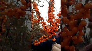 Как правильно собирать облепиху.