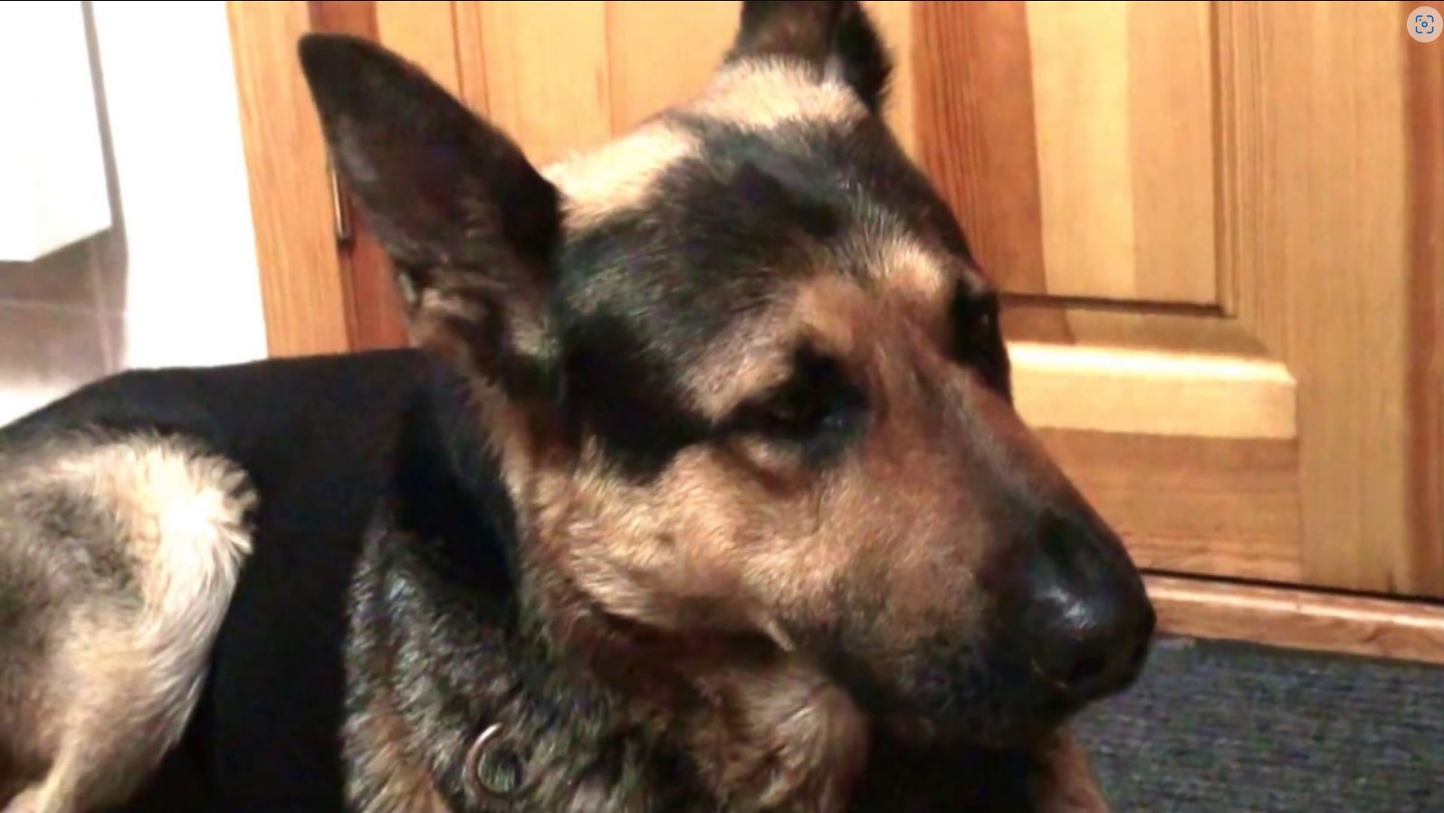 Хозяин не взял с собой собаку! Собака рассказала все, что думает по этому поводу. смотреть онлайн