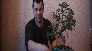 Бонсай из Фикуса - Пересадка, часть 1