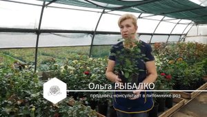 Царица сада.  Розарий своими руками на даче