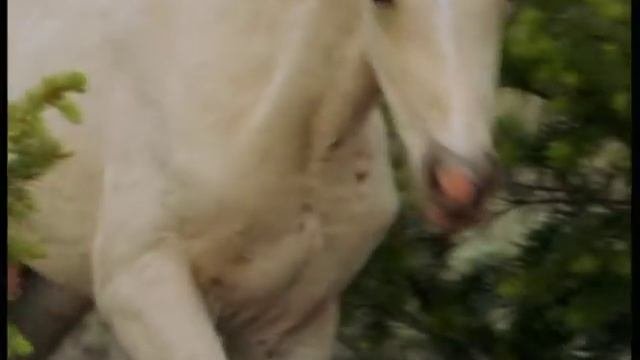 Домашние животные для малышей