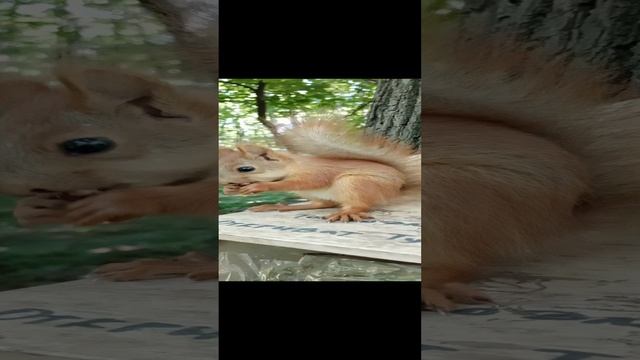 Бельчонок