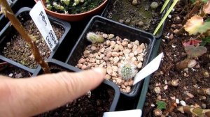 Our new Greenhouse filled with Cereus Cacti & Cactus Seedlings