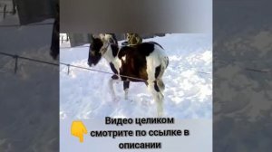 Как мы в России ловим и обучаем диких лошадей shorts